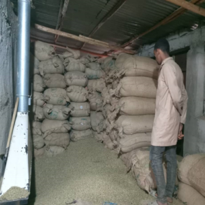 Specialist inspecting stacked burlap sacks of green beans for Wholesale Ethiopian Coffee UK export.